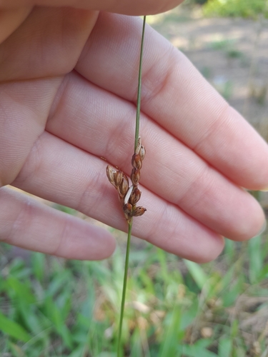 Image of Juncus imbricatus by (c) Agustina Medina, some rights reserved (CC BY)