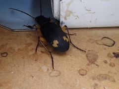 Chlaenius flaviguttatus