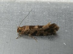 Parochmastis hilderi