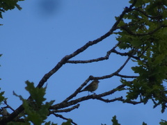 Phylloscopus collybita