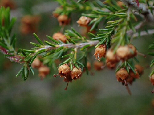 Outeniqua Tree Heath (Erica inconstans)