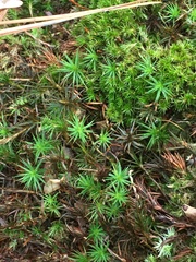 Polytrichum formosum