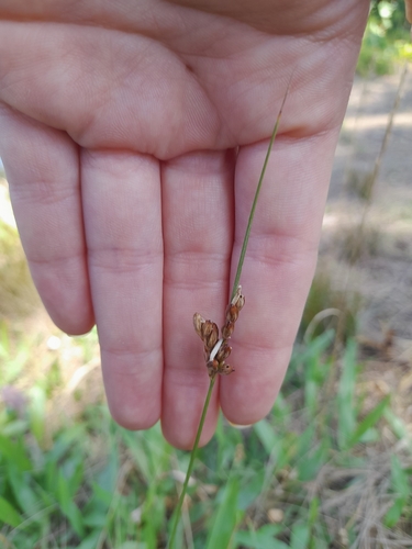 Image of Juncus imbricatus by (c) Agustina Medina, some rights reserved (CC BY)