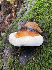 Fomitopsis