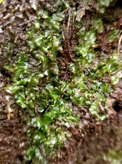 Pallavicinia lyellii