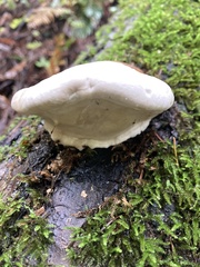 Fomitopsis