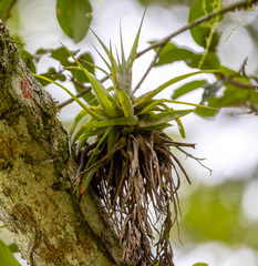 Tillandsia geminiflora
