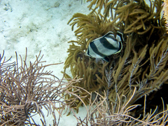 Chaetodon striatus