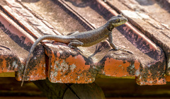 Tropidurus torquatus