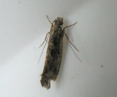 Tinea pallescentella