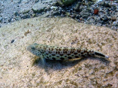 Parapercis hexophtalma