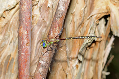 Austrogynacantha heterogena