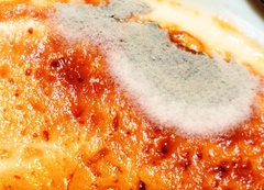 Penicillium digitatum