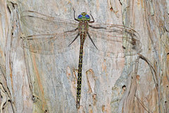 Austrogynacantha heterogena