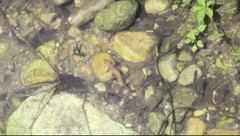 Paramesotriton hongkongensis