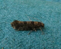 Parochmastis hilderi