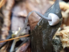 Mycena leptocephala