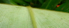 Costus pulverulentus