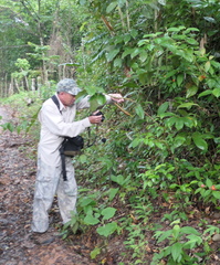 Costus pulverulentus