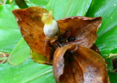 Costus pulverulentus