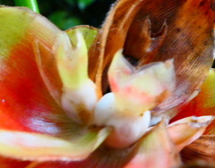 Costus pulverulentus
