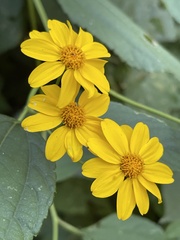 Hymenostephium cordatum