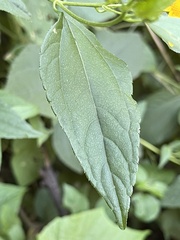 Hymenostephium cordatum