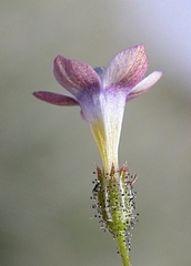 Gilia transmontana