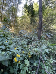 Hymenostephium cordatum