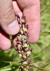 Anacamptis coriophora