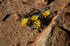 Gazania lichtensteinii