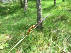 Carex flacca