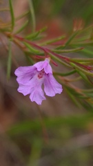 Hemigenia purpurea