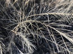 Leptochloa panicea