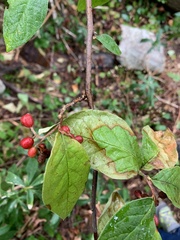 Cotoneaster rehderi