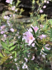 Boronia floribunda