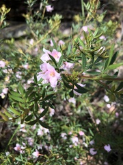 Boronia floribunda