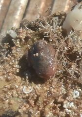 Novocrania