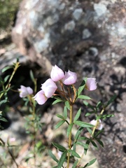 Boronia floribunda