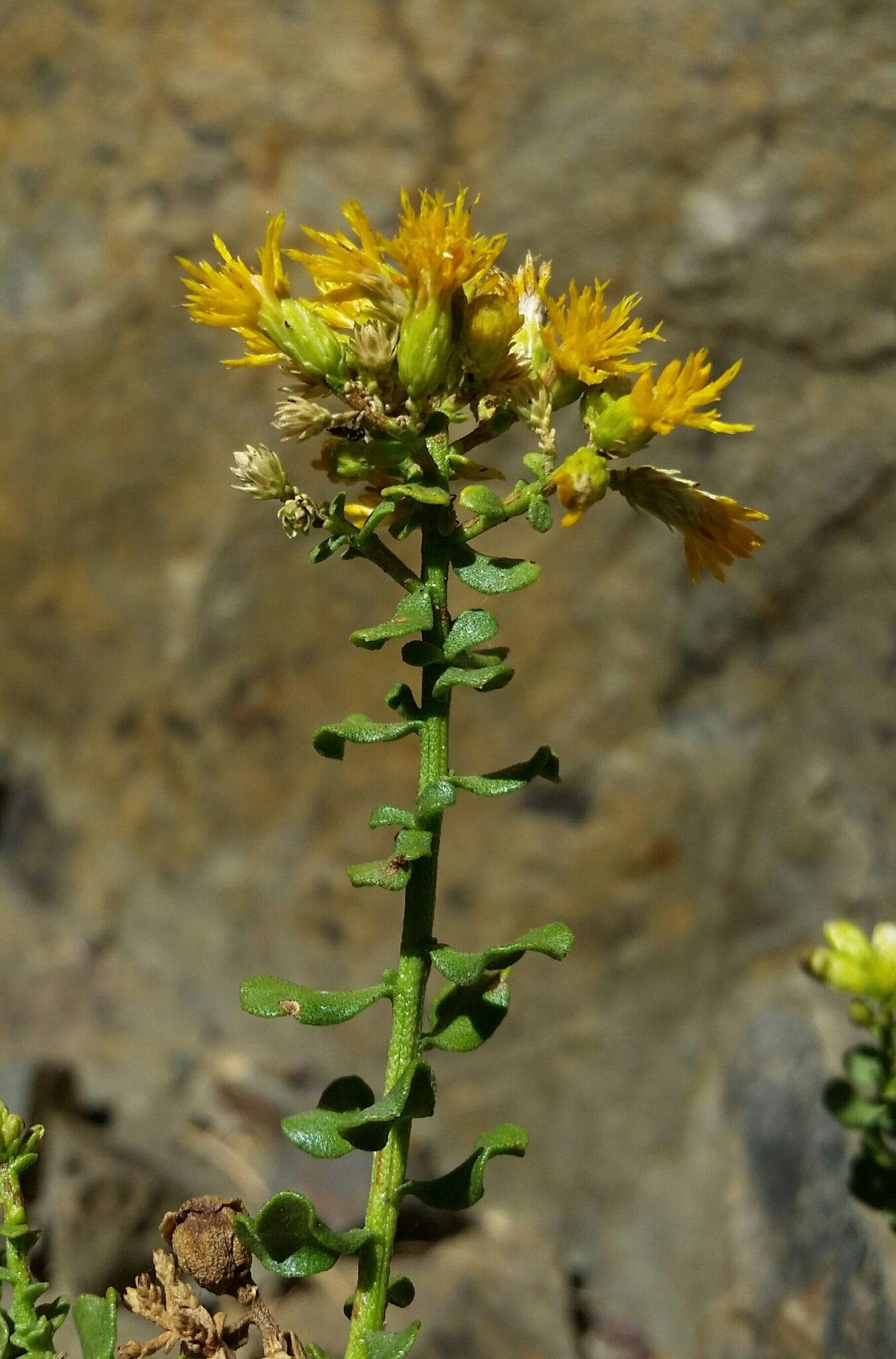Ericameria cuneata var. cuneata