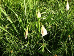 Crinum ornatum