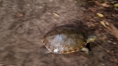 Trachemys ornata