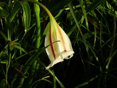 Crinum ornatum