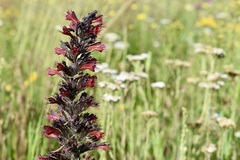 Pontechium maculatum