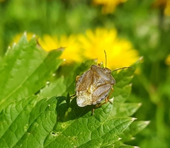 Carpocoris melanocerus
