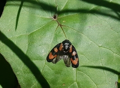 Cercopis vulnerata