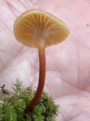 Xeromphalina