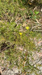 Hibbertia cistiflora