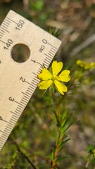 Hibbertia cistiflora