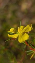 Hibbertia cistiflora